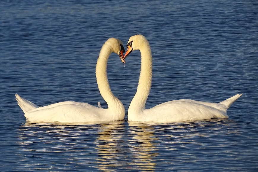 Top 10 Animals That Mate for Life - Swans