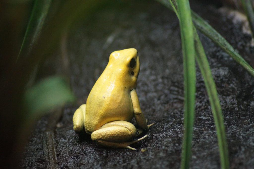Scariest Animals in the Amazon Rainforest - poison dart frog