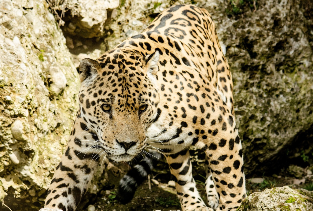 Scariest Animals in the Amazon Rainforest - Jaguar